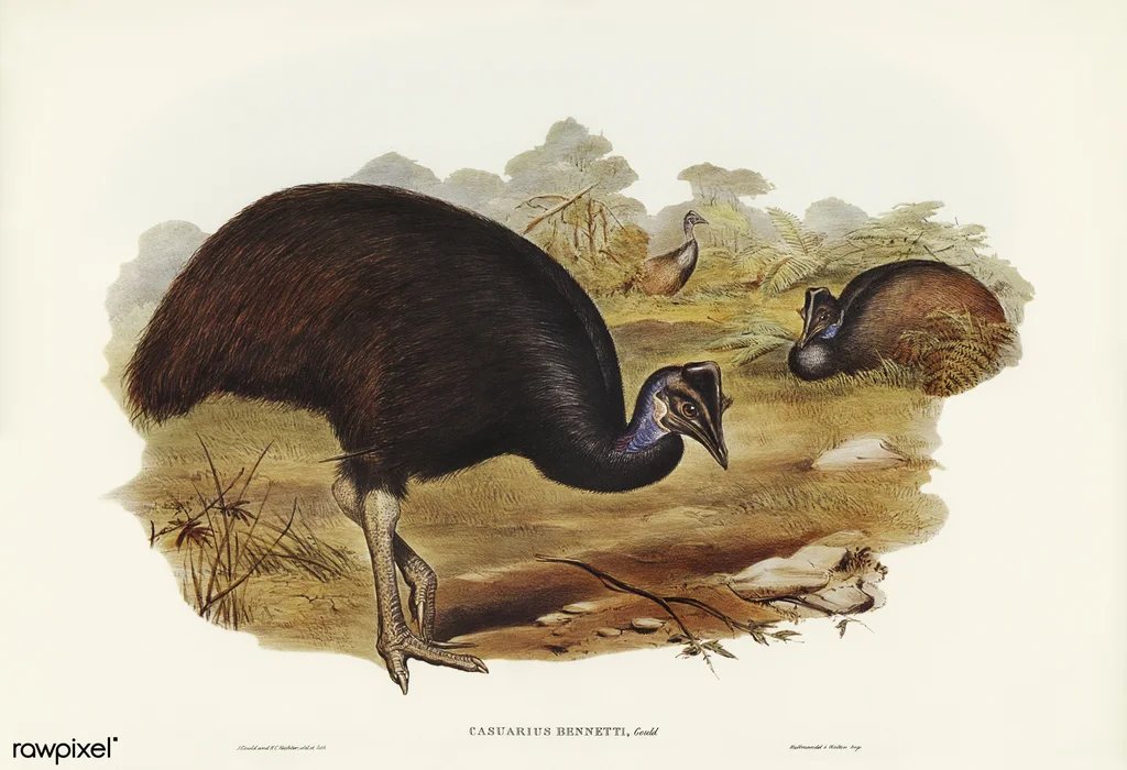 侏鹤鸵(Casuarius bennetti)