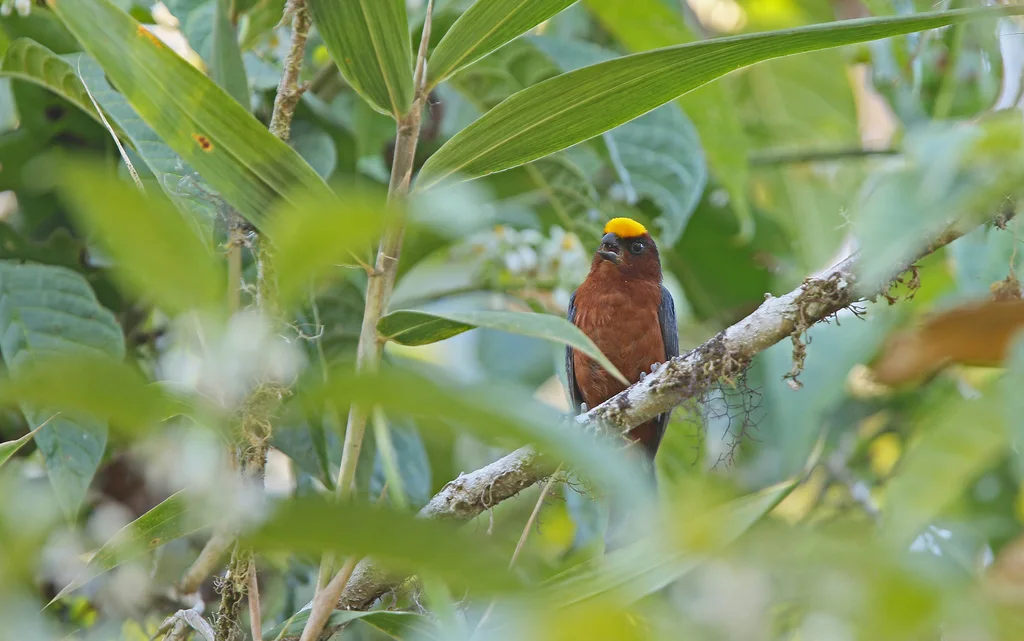 绒顶唐纳雀(Catamblyrhynchus diadema)