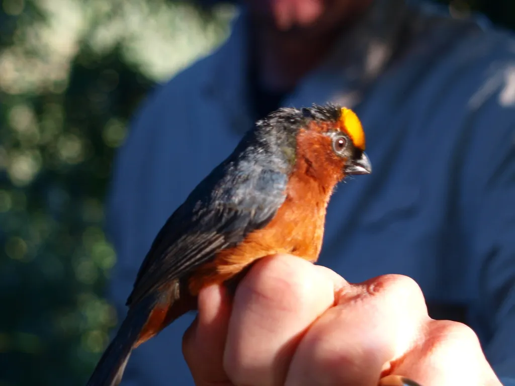 绒顶唐纳雀(Catamblyrhynchus diadema)