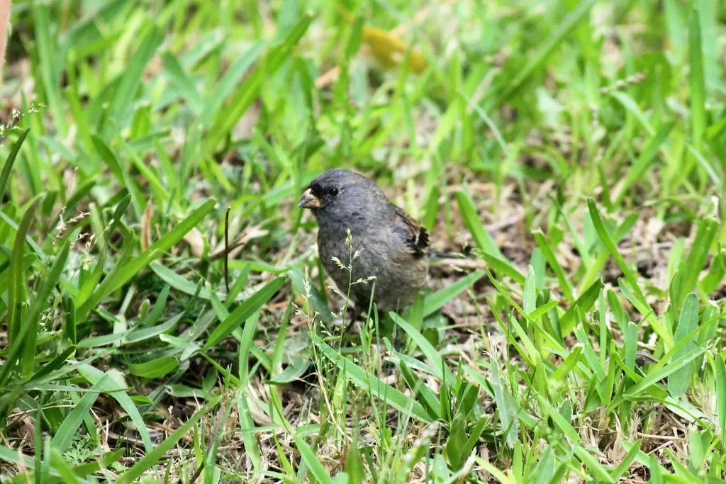 斑尾栗臀雀(Catamenia analis)