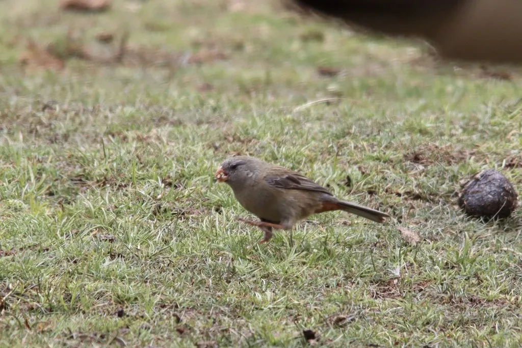纯色栗臀雀（Catamenia inornata）
