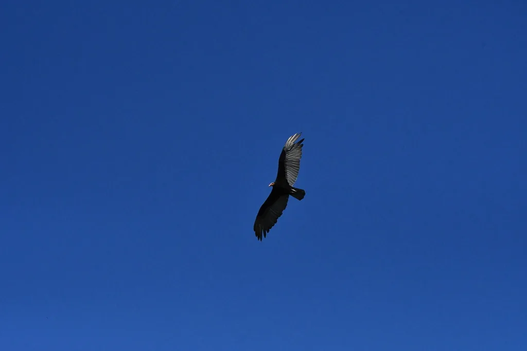 小黄头美洲鹫(Cathartes burrovianus)