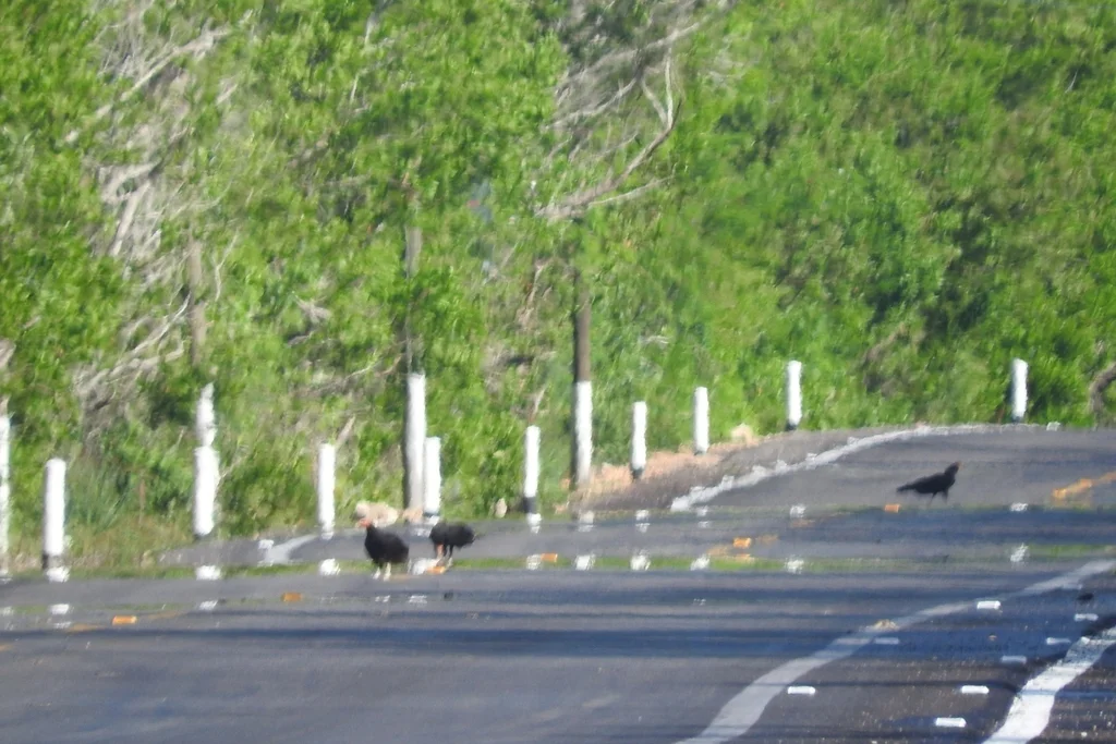小黄头美洲鹫(Cathartes burrovianus)
