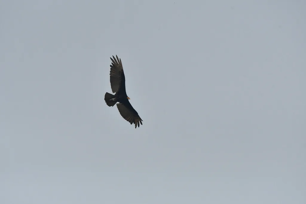 大黄头美洲鹫(Cathartes melambrotus)