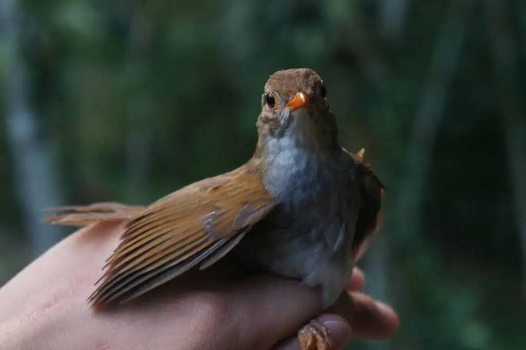 橙腹夜鸫（Catharus aurantiirostris）