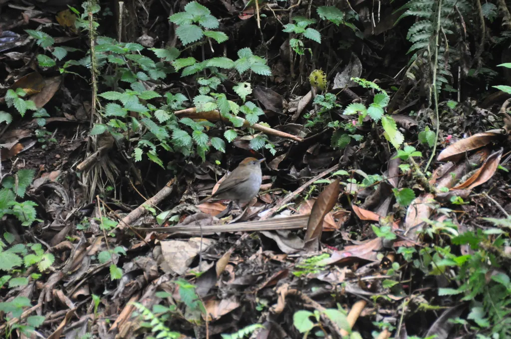 红顶夜鸫（Catharus frantzii）