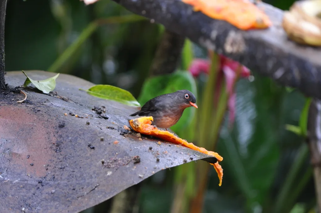 灰背夜鸫（Catharus fuscater）