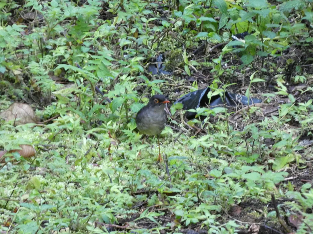灰背夜鸫（Catharus fuscater）