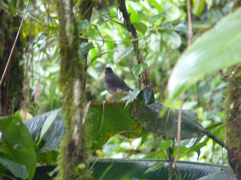 灰背夜鸫（Catharus fuscater）