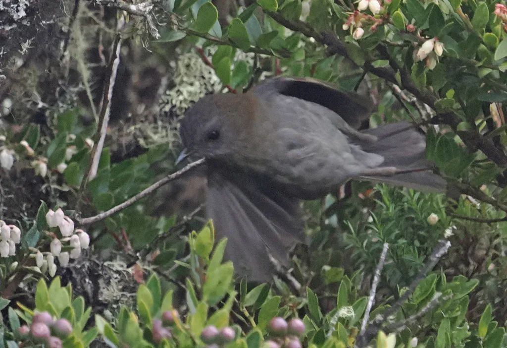 黑嘴夜鸫(Catharus gracilirostris)