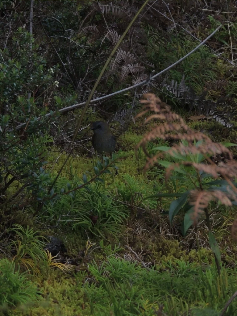 黑嘴夜鸫(Catharus gracilirostris)