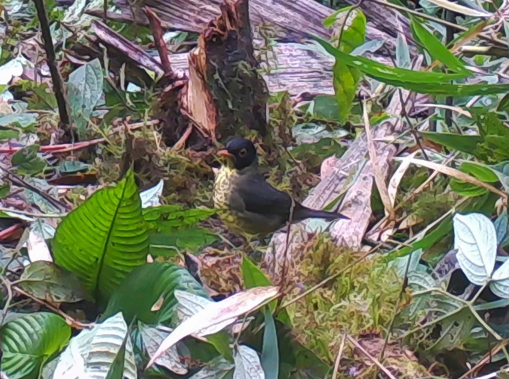 斯克氏夜鸫(Catharus maculatus)