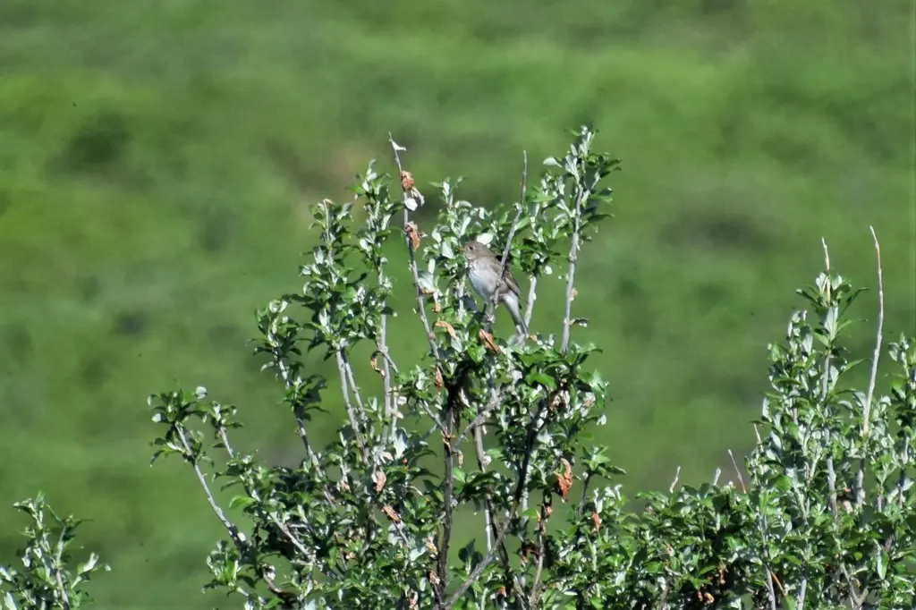 灰颊夜鸫(Catharus minimus)