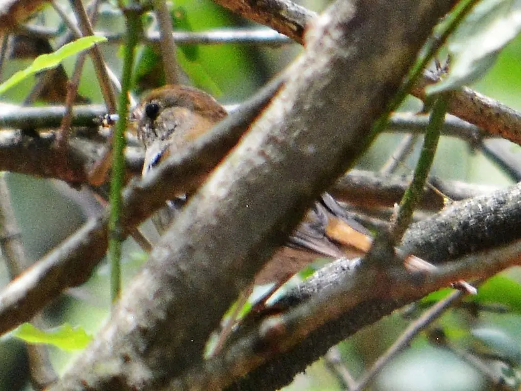 茶色夜鸫(Catharus occidentalis)