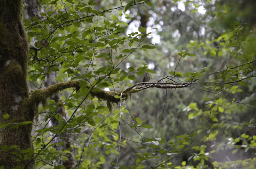 斯氏夜鸫(Catharus ustulatus)