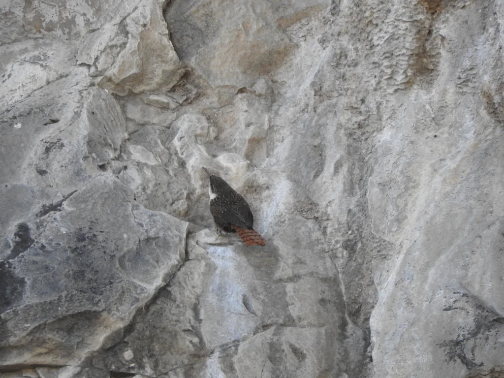 墨西哥鹪鹩（Catherpes mexicanus）