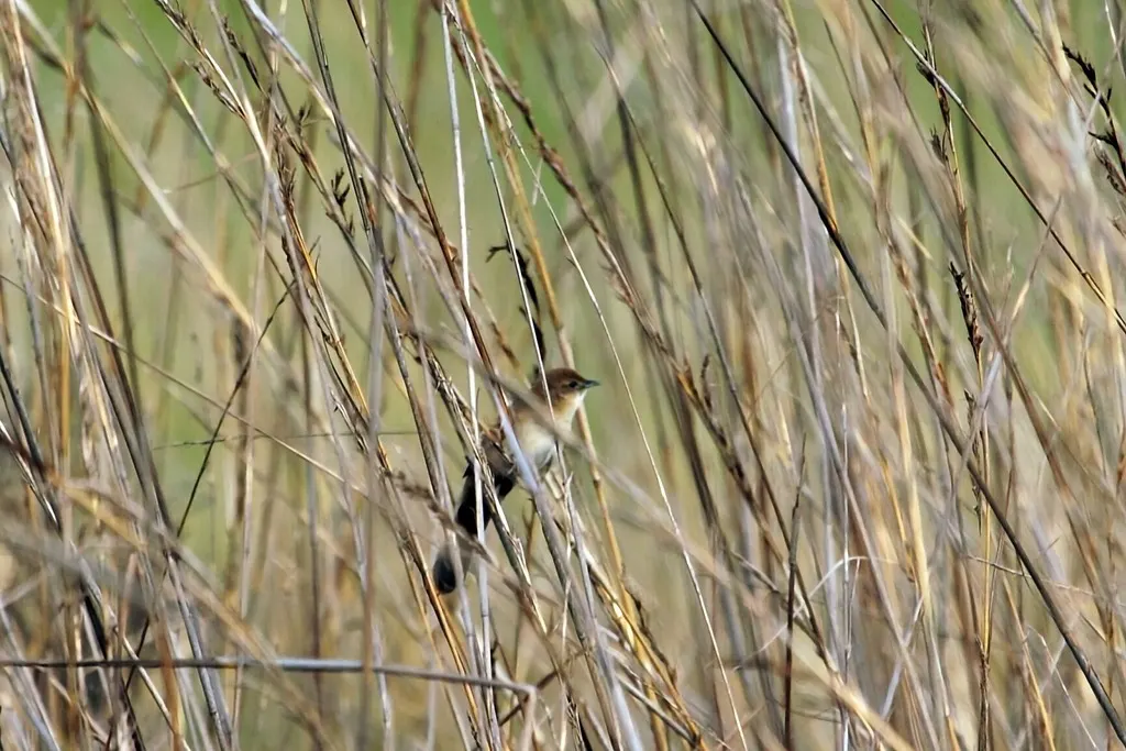 扇尾芦莺（Catriscus brevirostris）
