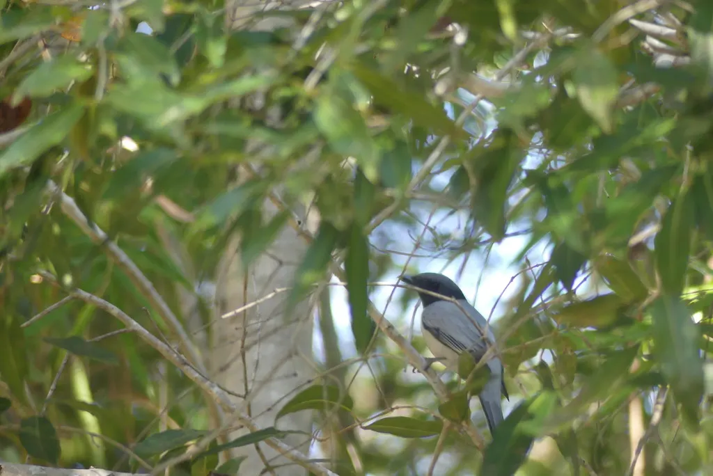 马岛鹃鵙(Ceblepyris cinereus)