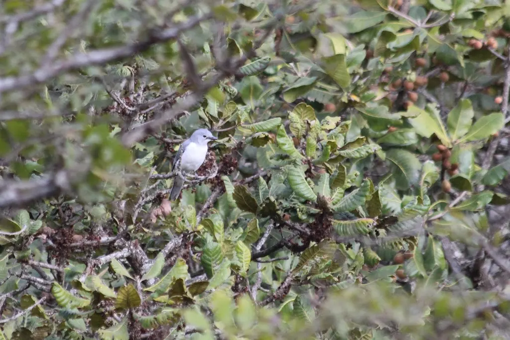 白胸鹃鵙(Ceblepyris pectoralis)