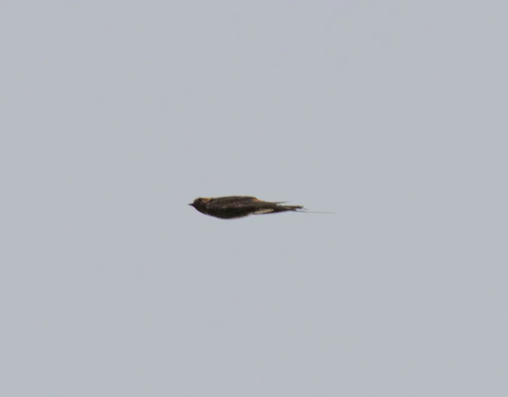 小纹燕(Cecropis abyssinica)