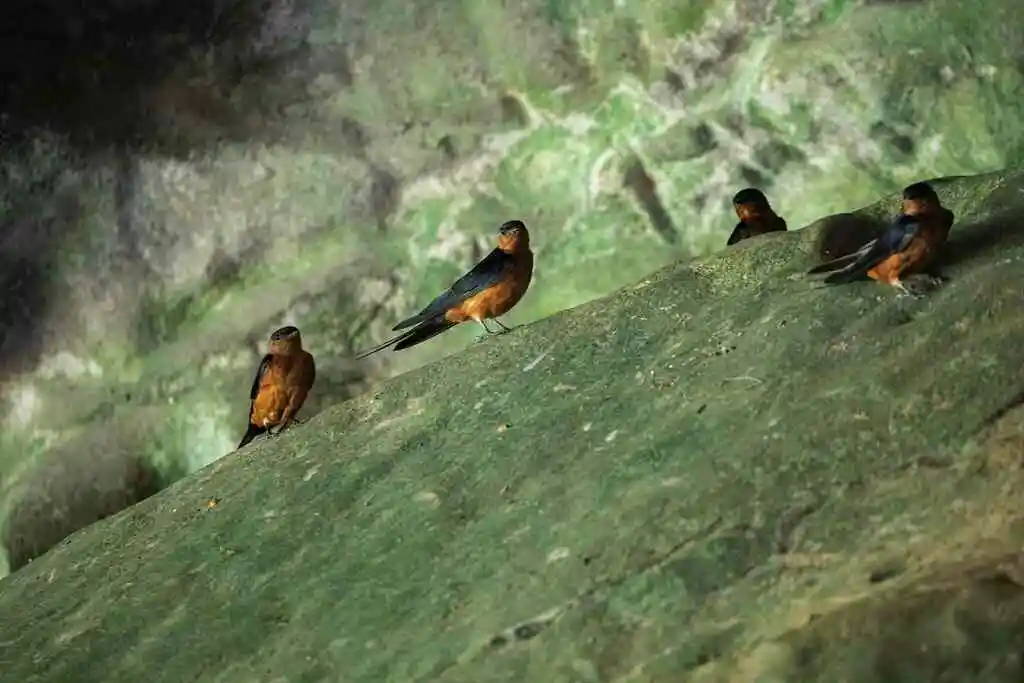 棕嘴斑腰燕(Cecropis badia)