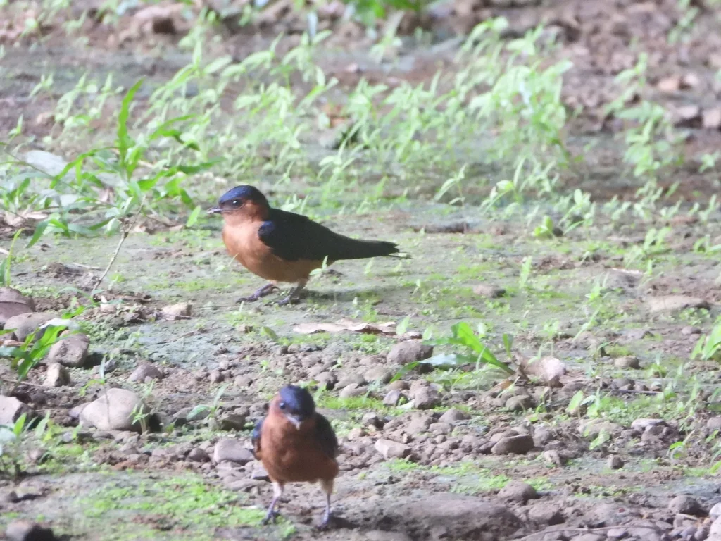 棕嘴斑腰燕(Cecropis badia)