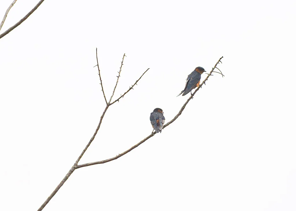斯里兰卡燕(Cecropis hyperythra)