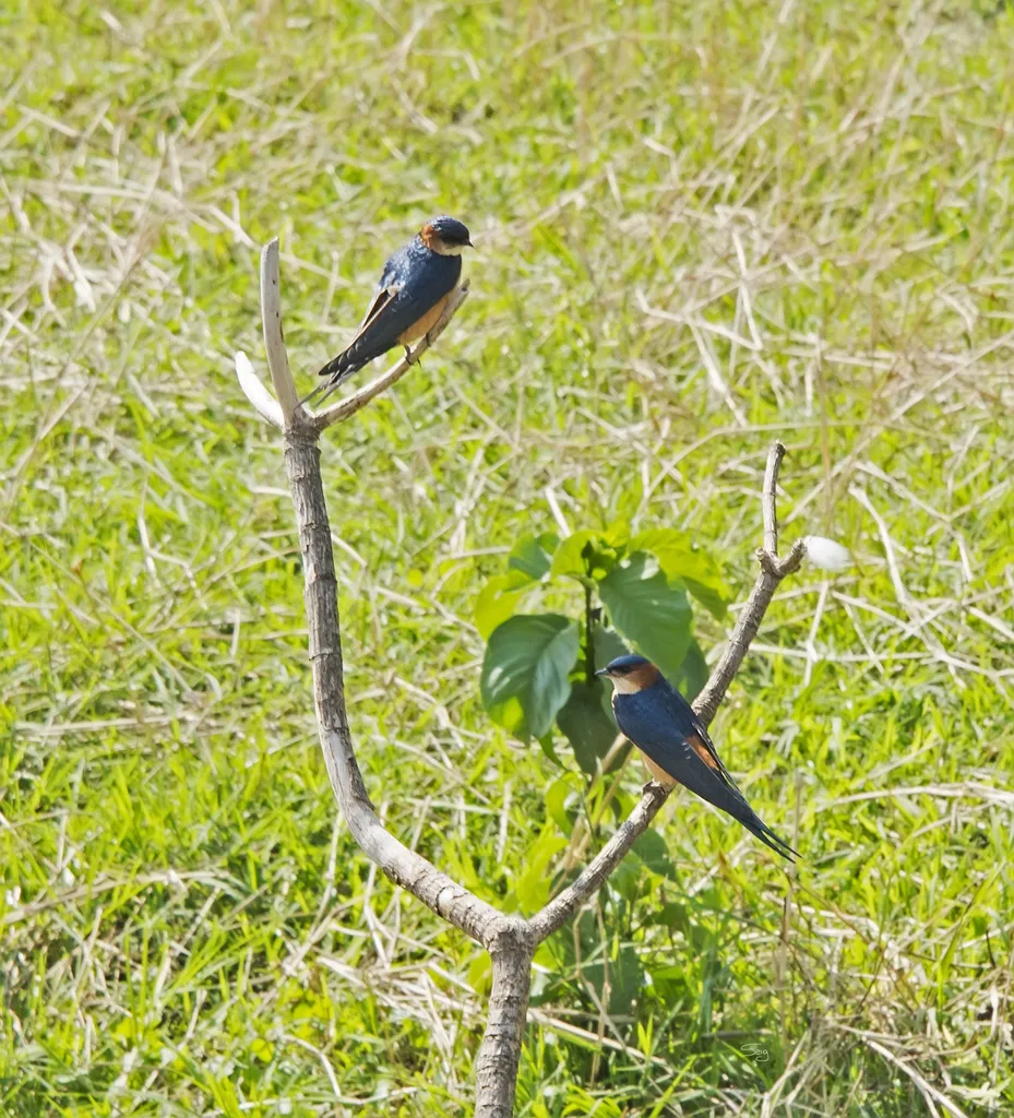 非洲金腰燕(Cecropis melanocrissus)