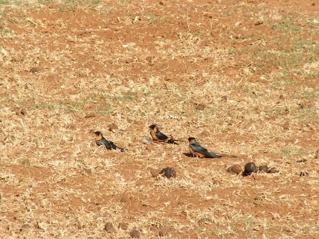 褐胸燕(Cecropis semirufa)