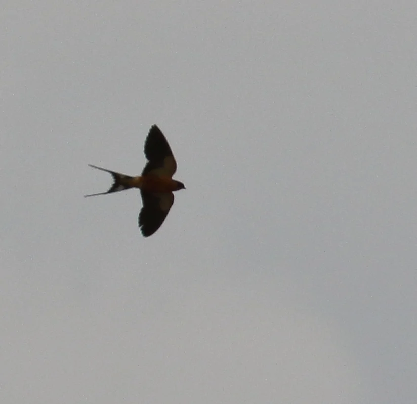 褐胸燕(Cecropis semirufa)