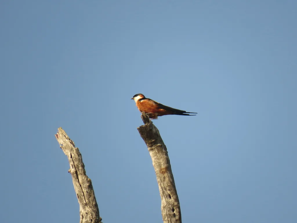 塞内加尔燕（Cecropis senegalensis）