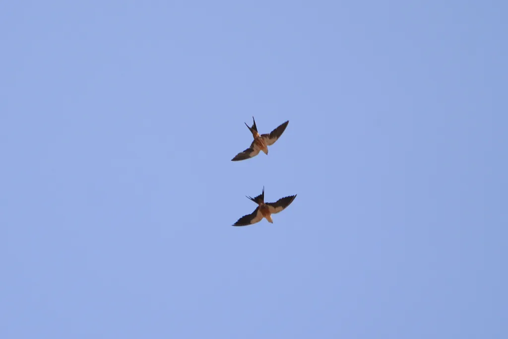 塞内加尔燕（Cecropis senegalensis）