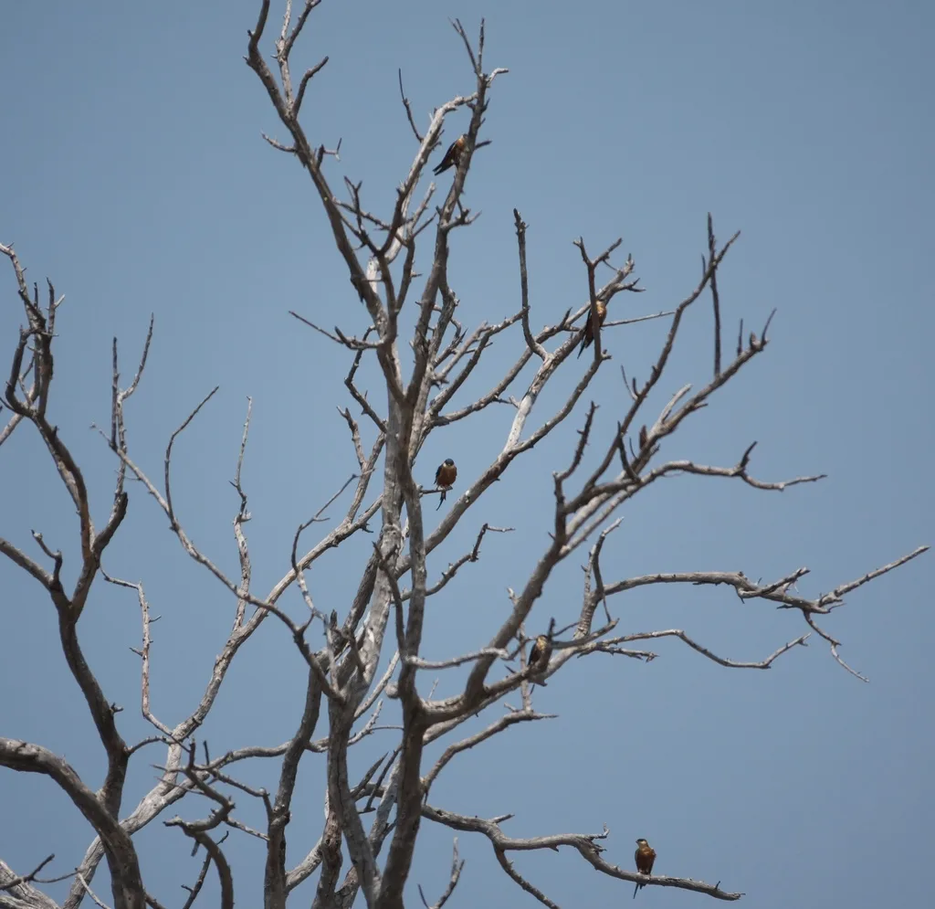 塞内加尔燕（Cecropis senegalensis）