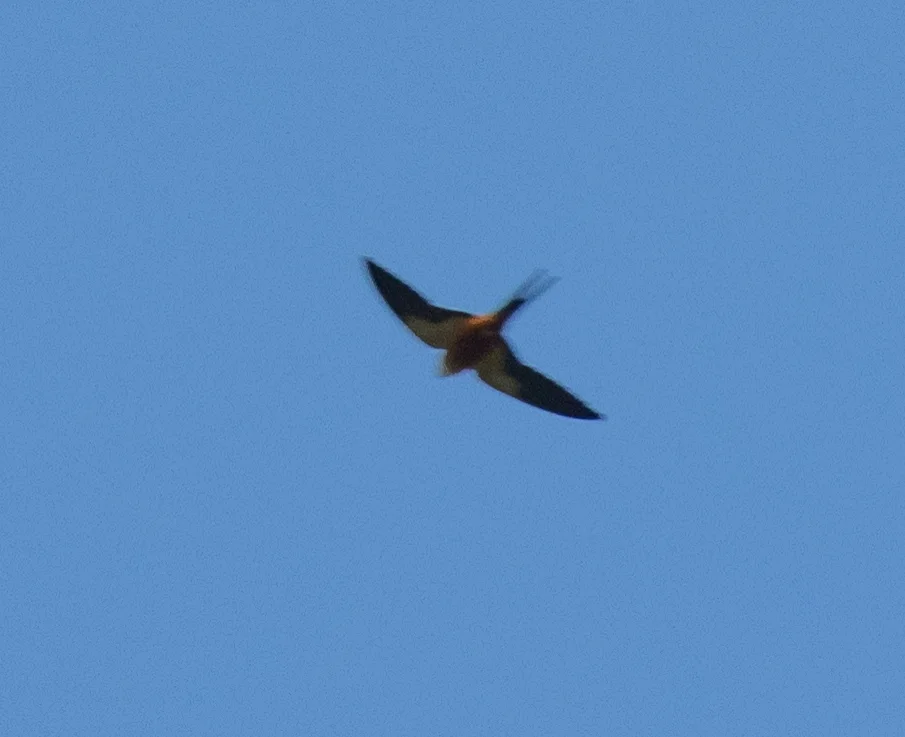 塞内加尔燕（Cecropis senegalensis）
