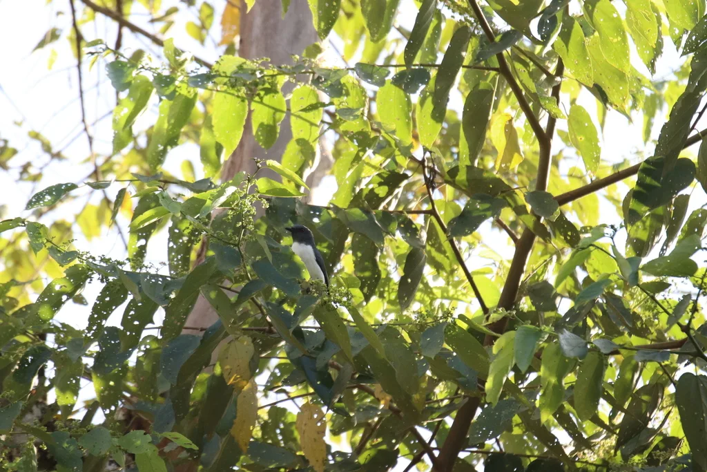 姬鹃鵙（Celebesica abbotti）