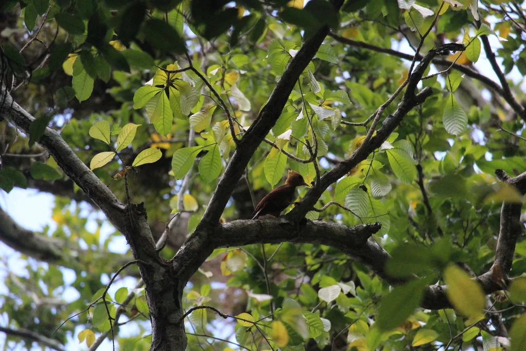 中美栗啄木鸟(Celeus castaneus)
