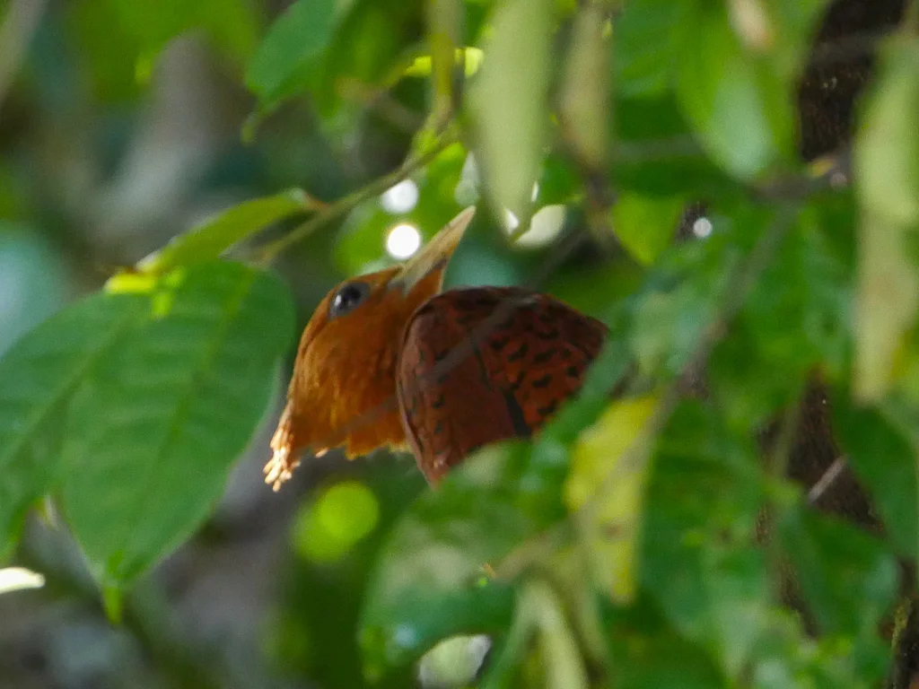 中美栗啄木鸟(Celeus castaneus)
