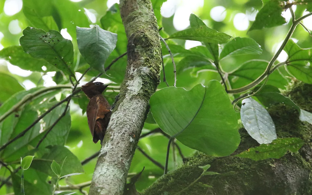 南美栗啄木鸟(Celeus elegans)