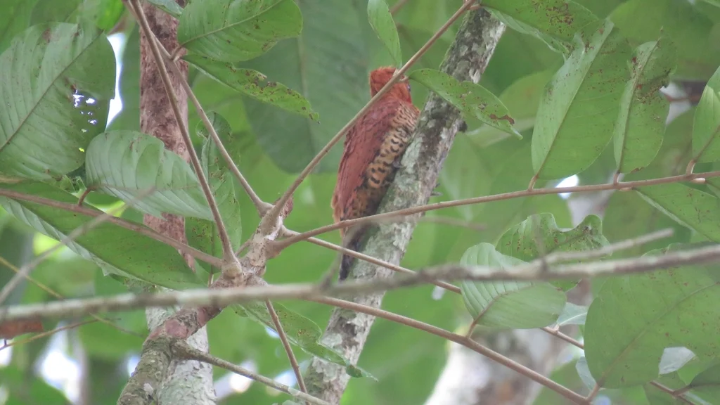 桂红啄木鸟(Celeus loricatus)