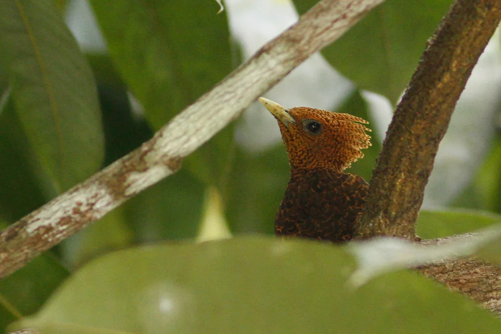 波斑啄木鸟(Celeus undatus)