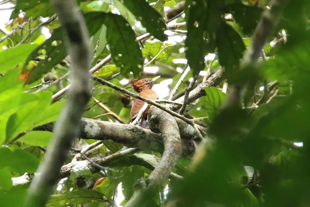 波斑啄木鸟(Celeus undatus)