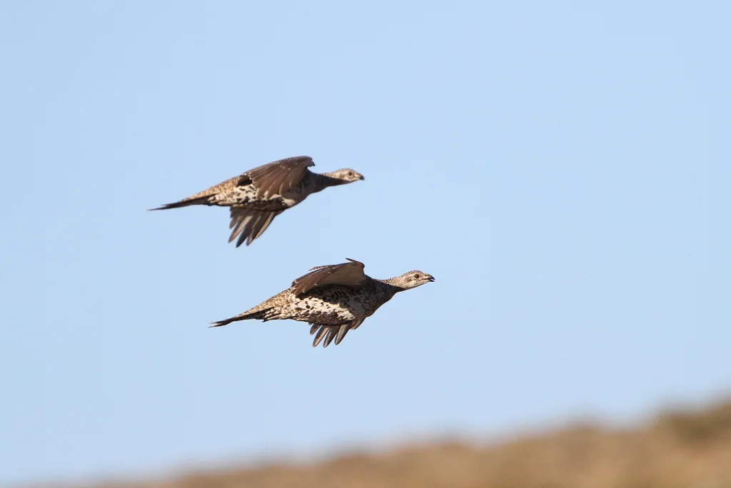 艾草松鸡(Centrocercus urophasianus)