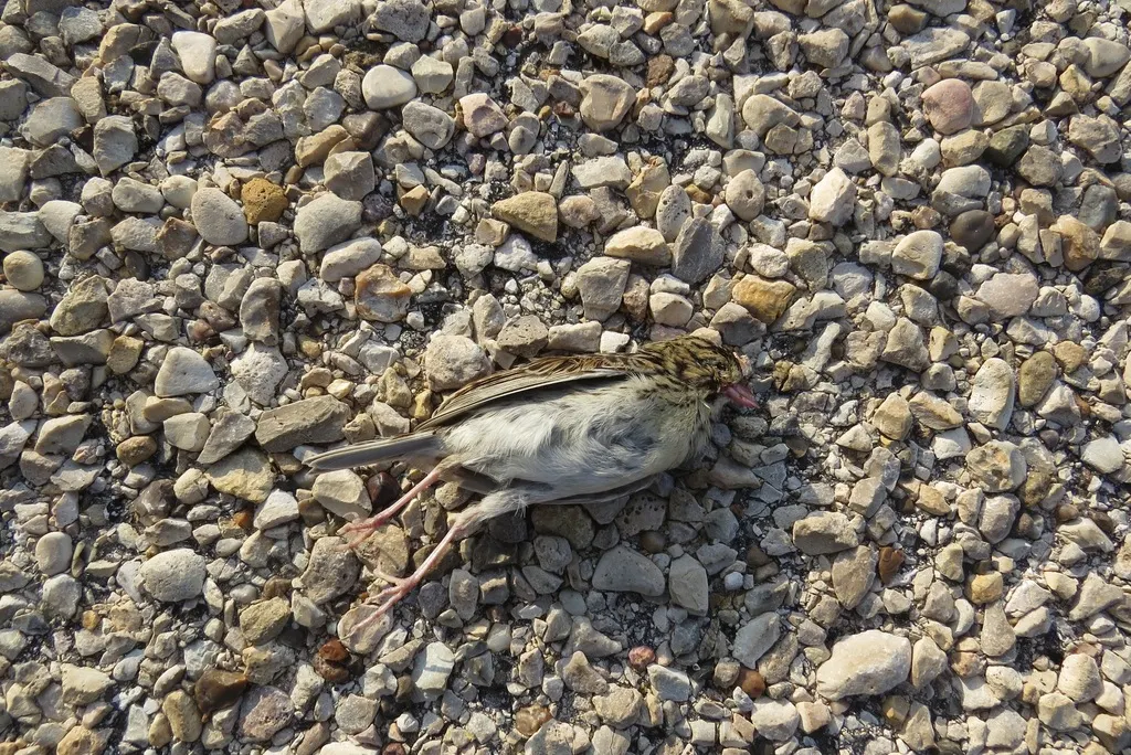 贝氏草鹀(Centronyx bairdii)