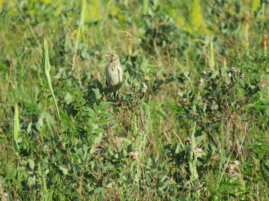 贝氏草鹀(Centronyx bairdii)