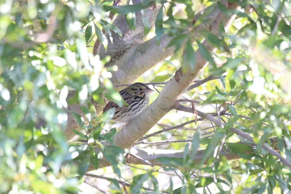 亨氏草鹀(Centronyx henslowii)