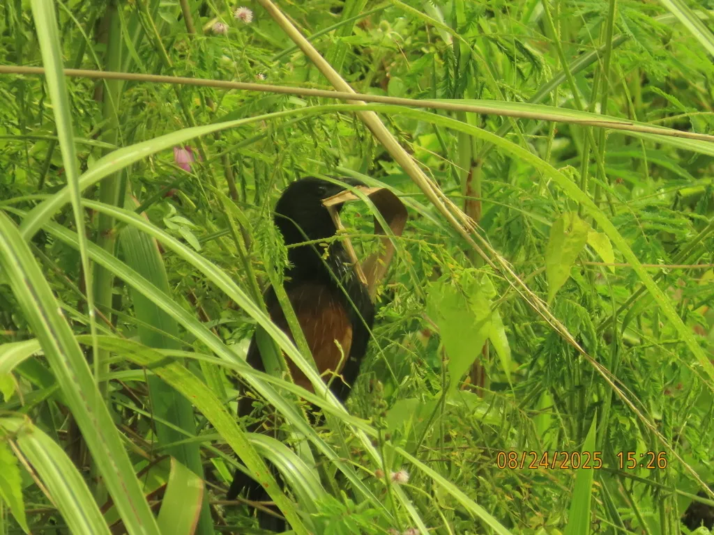 小鸦鹃(Centropus bengalensis)