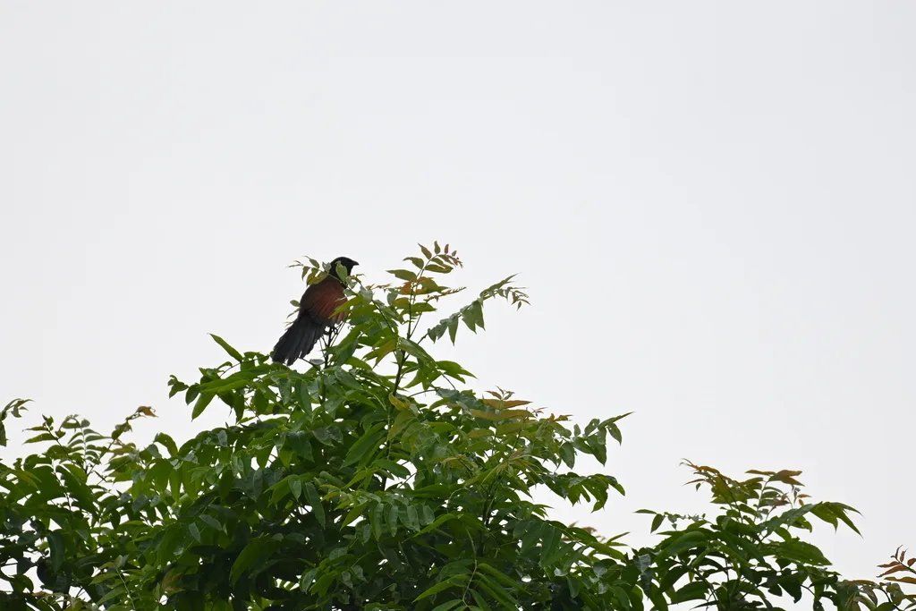 小鸦鹃(Centropus bengalensis)