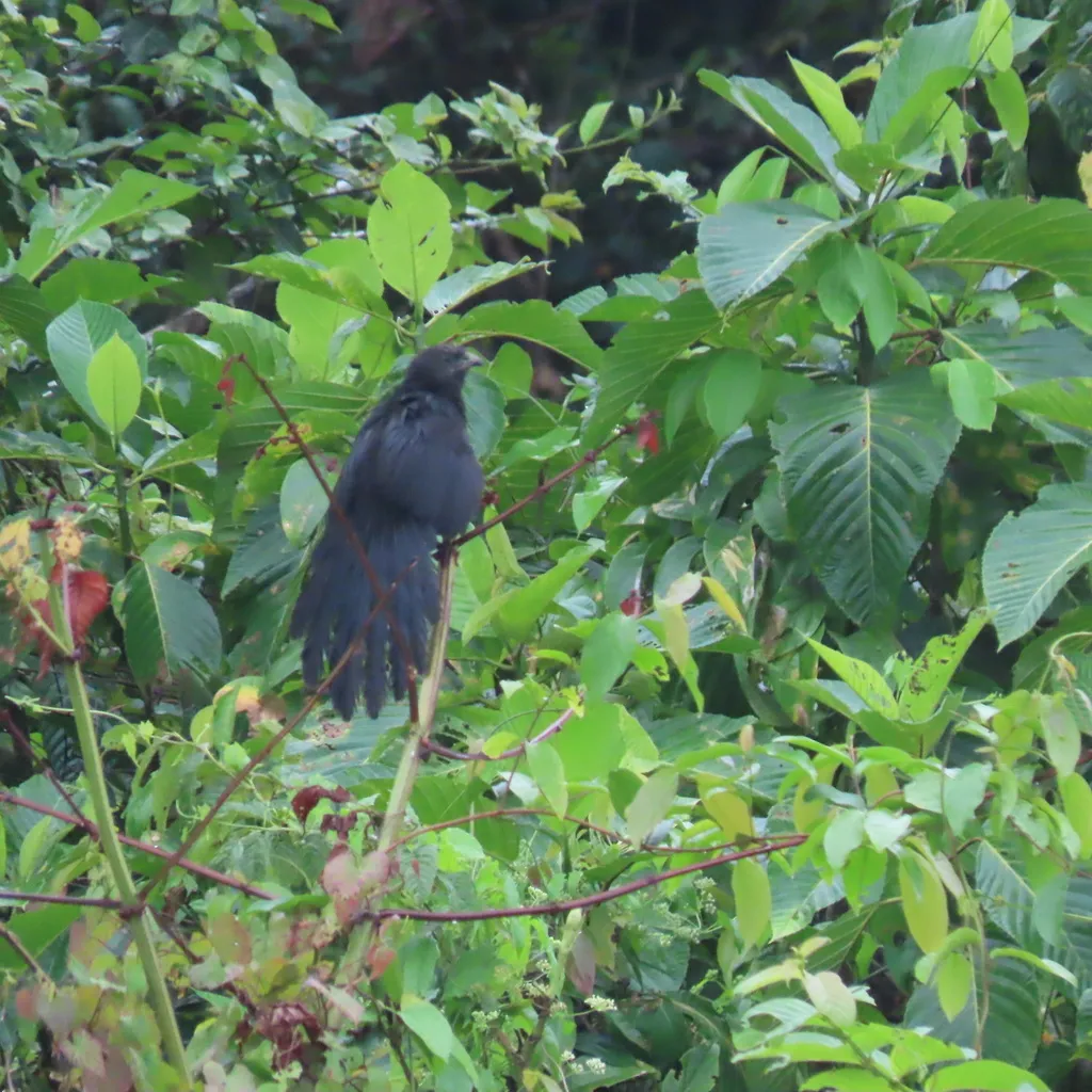 小黑鸦鹃(Centropus bernsteini)