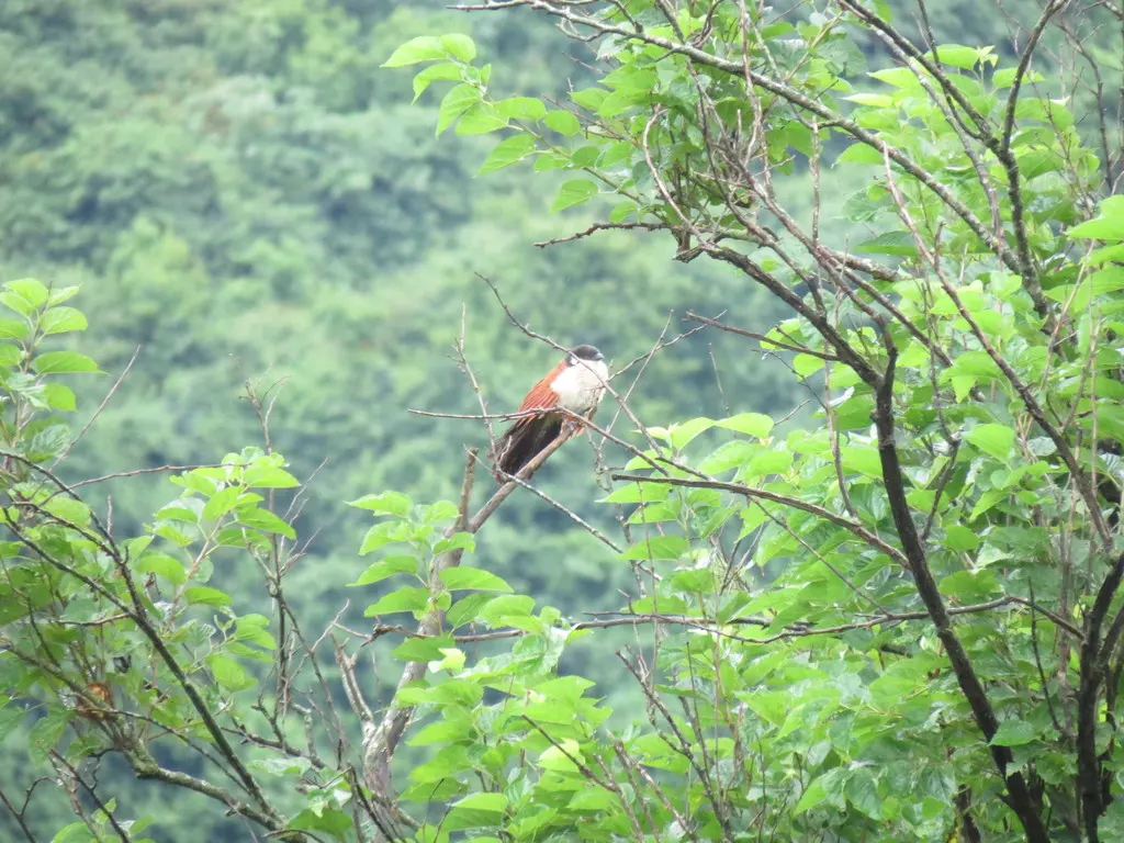 布氏鸦鹃(Centropus burchellii)
