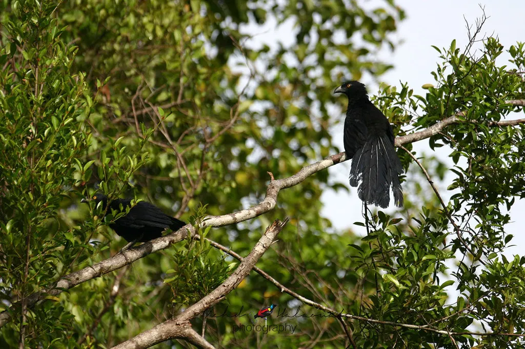 比岛鸦鹃(Centropus chalybeus)